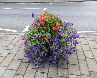 High Street Floral Display